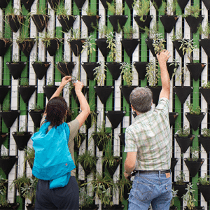 Two people tending a wall of potted plants